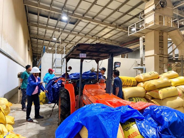  Doanh nghiệp bố trí máy sấy hoạt động 24/24 giờ, chỉ thu 300 đồng/kg, góp phần giúp nông dân kịp thời “cứu” lúa sau thu hoạch trong những ngày mưa lớn. (Ảnh: B.X) 