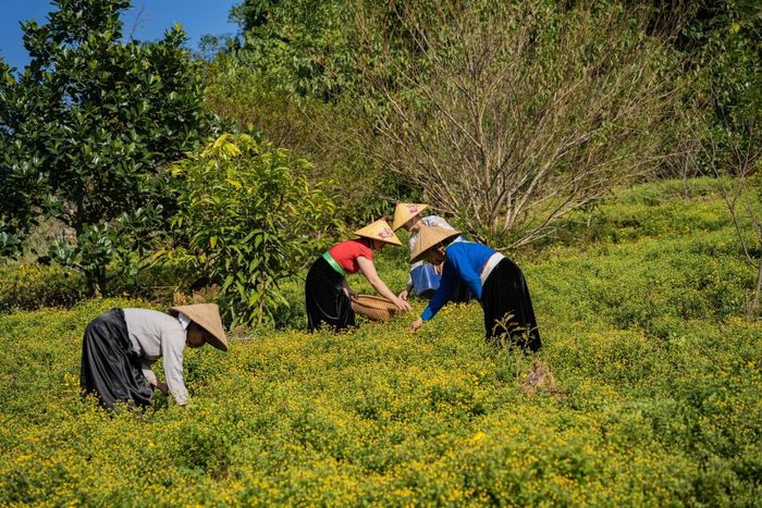 Phụ nữ Mường, Dao, Tày thu hái hoa cúc tại trang trại hữu cơ.