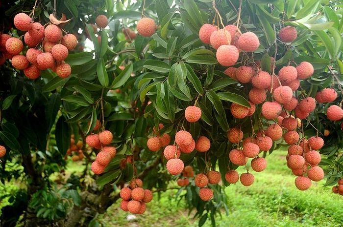 Phát triển các vùng nguyên liệu nông, lâm, thủy sản đang được tỉnh Bắc Ninh xác định là nhiệm vụ trọng tâm trong giai đoạn 2026–2030. Ảnh minh họa.