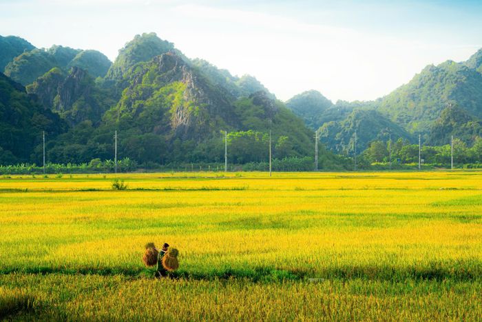 Mô hình du lịch nông thôn trở thành điểm nhấn gắn với đặc trưng của các địa phương. (Ảnh đồng lúa chín tại xã Mỹ Đức, Hà Nội)