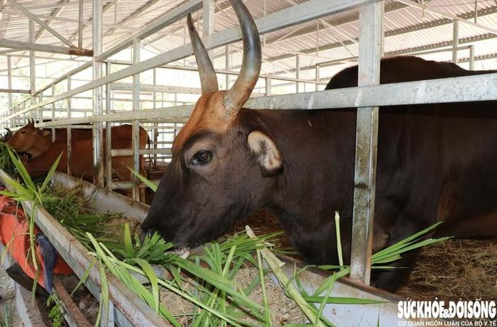 Ngoài cỏ, bò tót lai còn ăn một số loại lá cây trong rừng. Ảnh: Duy Ngọc.