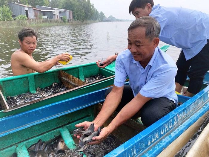 Cá giống được thả tại ruộng ngập lũ xã An Cư