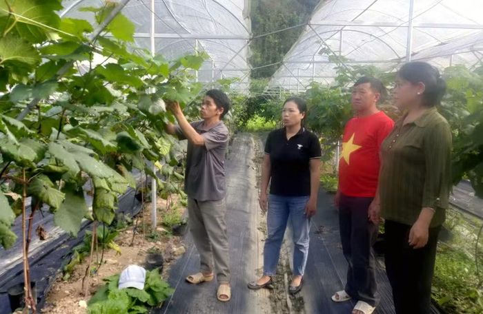 Nhiều người có uy tín tại vùng cao Tuyên Quang mạnh dạn chuyển đổi cơ cấu cây trồng cho thu nhập cao, là tấm gương sáng để nhân dân noi theo. (Ảnh: KHÁNH TOÀN)