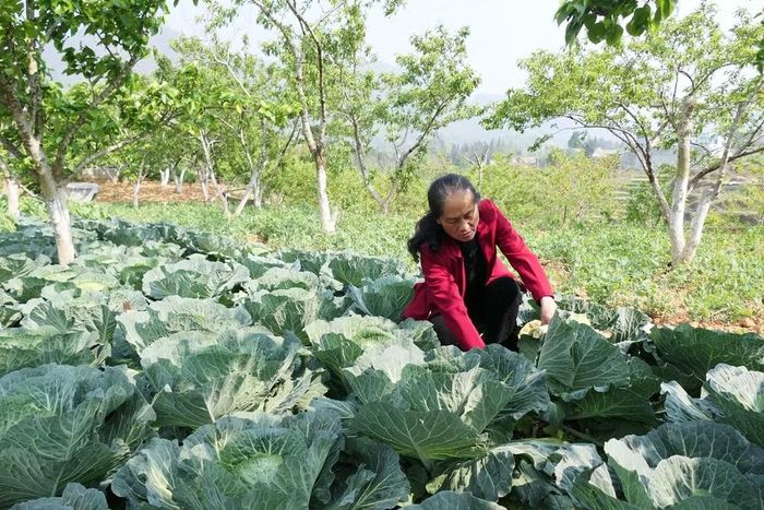 Bà Trương Thị Sến là người có uy tín tại xã Phố Bảng đã mạnh dạn chuyển đổi đất trồng ngô sang trồng rau xanh dưới tán cây ăn quả cho hiệu quả kinh tế cao. (Ảnh: KHÁNH TOÀN)