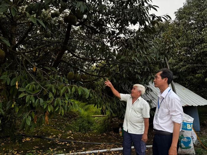 Ông Nguyễn Hữu Mạnh (trái), chủ vườn sầu riêng, trao đổi với ông Nguyễn Phúc Phong tại vườn ở xã Lộc Ninh, tỉnh Tây Ninh. (Ảnh: ANH TRƯỜNG-MAI TẠO)