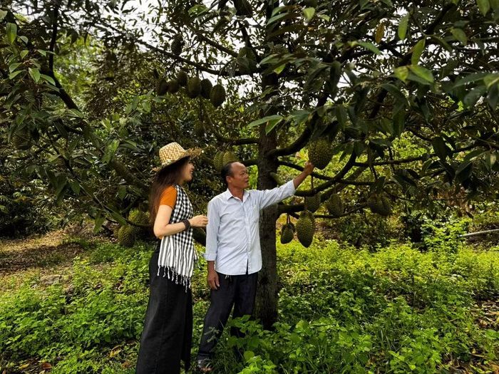 Tác giả (trái) trao đổi với ông Phạm Văn Huy tại vườn sầu riêng ở xã Dầu Tiếng, Thành phố Hồ Chí Minh, nơi nguồn nước hồ Dầu Tiếng được sử dụng để phục vụ sản xuất. (Ảnh: ANH TRƯỜNG-MAI TẠO)
