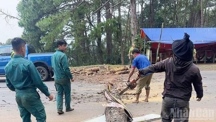 Số cây thông chết khô được xác định là 46 cây, với gần 27m3, tại 7 tiểu khu dọc hành lang tuyến Quốc lộ 14.