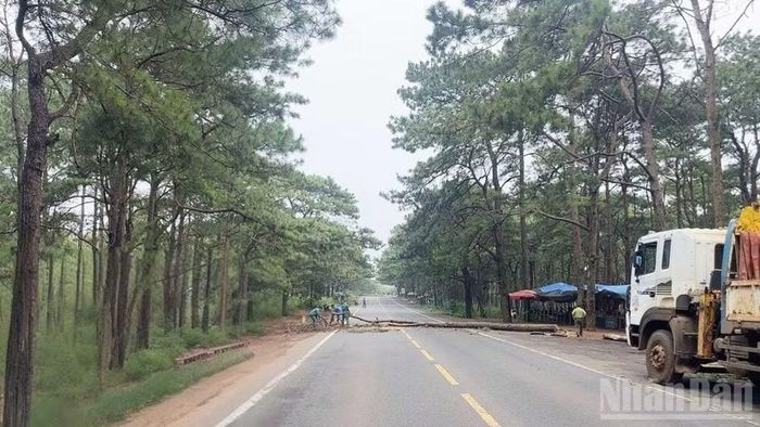 Xã Trường Xuân (Lâm Đồng) chủ động cắt hạ cây thông chết khô dọc tuyến Quốc lộ 14, nhằm phòng ngừa rủi ro xảy ra tai nạn cho người và phương tiện lưu thông.