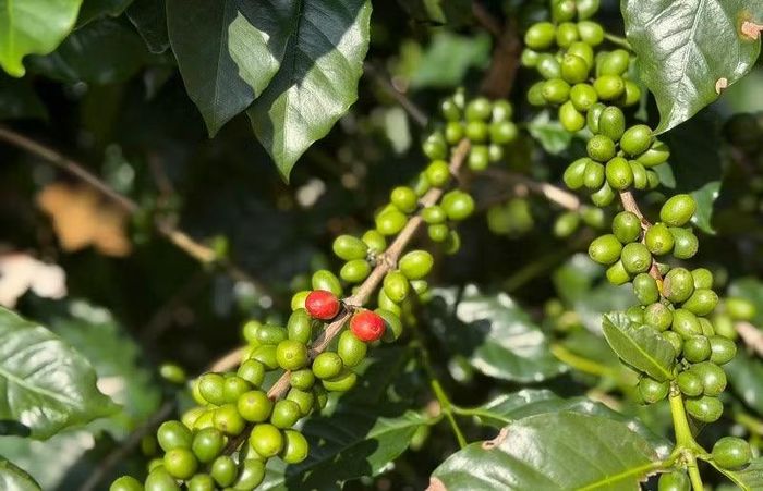 Cà-phê được trồng tại Điện Biên chủ yếu là giống cà-phê Arabica, được đánh giá phù hợp khí hậu, thổ nhưỡng cho năng suất cao. (Ảnh: LÊ LAN)