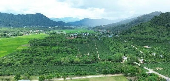 Dưới đèo Tằng Quái thuộc xã Mường Ảng hiện là bạt ngàn vườn cà-phê đang cho thu hoạch, năng suất tốt. (Ảnh: LÊ LAN)