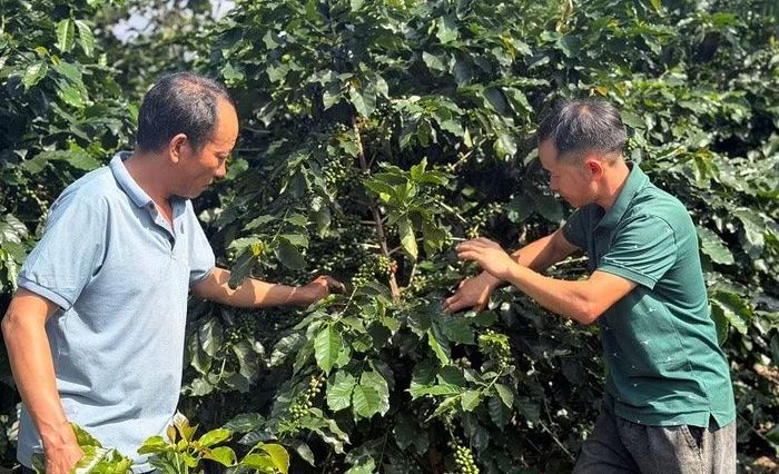 Anh Sùng A Dia (bên phải) đang hướng dẫn người dân bản Hua Sa B cách chọn quả cà-phê tại vườn cây đầu dòng để làm hạt giống.(Ảnh: LÊ LAN)