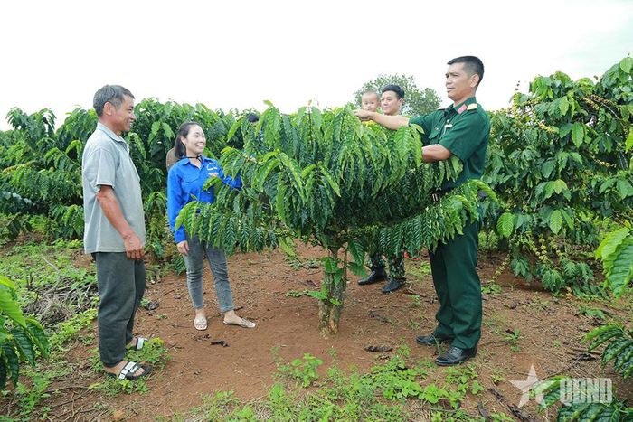Trí thức trẻ tình nguyện Công ty TNHH MTV Cà phê 15 (Quân khu 5) và cán bộ đơn vị hướng dẫn người dân xã Quảng Sơn, tỉnh Lâm Đồng kỹ thuật trồng cà phê năng suất cao. Ảnh: VIỆT HÙNG