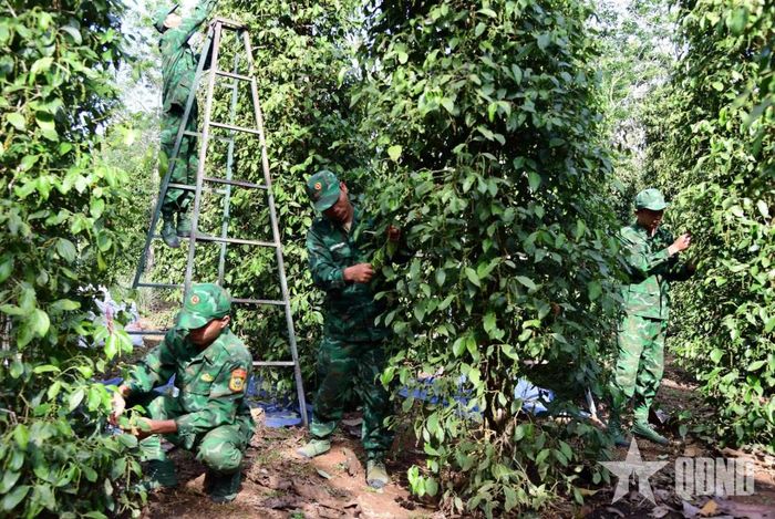  Cán bộ, chiến sĩ Đồn Biên phòng Lộc Thành, Bộ đội Biên phòng TP Đồng Nai giúp dân thu hoạch tiêu. Ảnh: NGUYỆT HÀ 