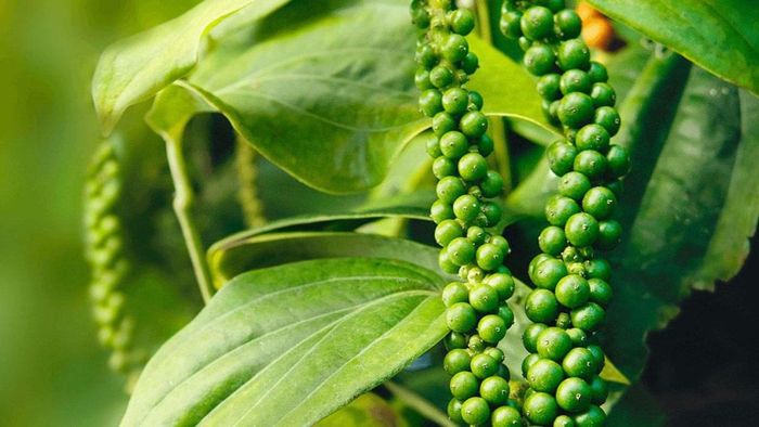 Giá hồ tiêu giữ nguyên ngày thứ 6 liên tiếp. Ảnh minh họa