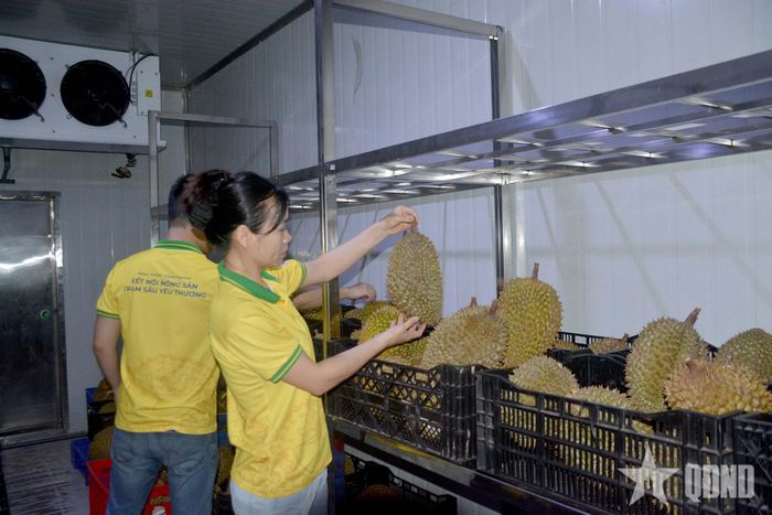  Xuất khẩu trái cây và rau quả từ đầu năm 2026 đến nay tiếp tục tăng trưởng mạnh. Trong ảnh: Một kho sơ chế, bảo quản sầu riêng tại Hà Nội. 