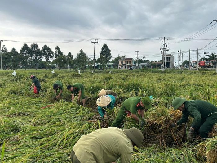 Công an xã Hà Nha và Công an xã Chiên Đàn giúp dân thu hoạch lúa bị ảnh hưởng bởi mưa lớn.