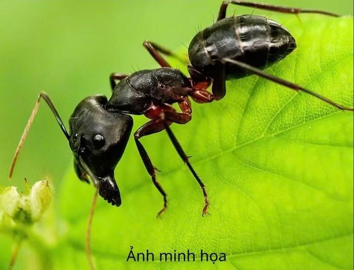 Loài kiến bệnh nhân hút phải - Ảnh minh họa BVCC