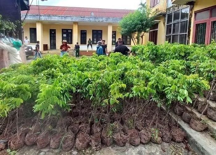 Triển khai dự án trồng cây ăn quả lâu năm cho bà con DTTS tại xã A Lưới 1.