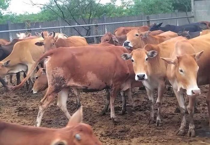Đàn bò đón nhận nhiều bê con, tăng số lượng và sản lượng cho bà con.