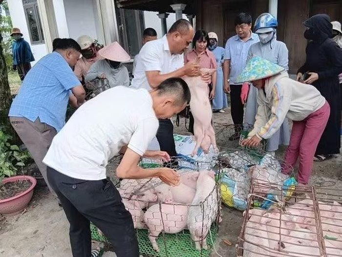 Các đàn lợn được đưa đến các hộ dân dưới sự giám sát, chỉ việc của các nhóm cộng đồng.