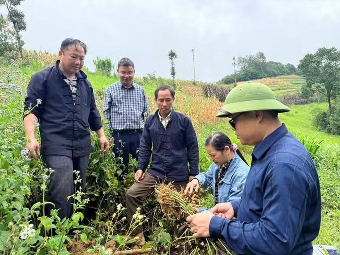Mô hình trồng lạc ở Má Xí