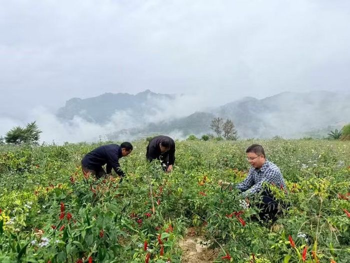 Mô hình trồng ớt gió tại thôn Khai Hoang