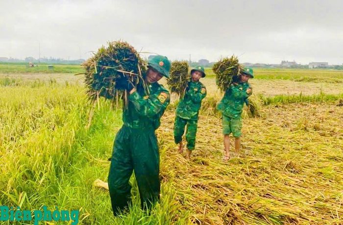 Cán bộ, Chiến sĩ Đồn Biên phòng Kỳ Khang gặt lúa và vận chuyển lúa về nơi an toàn cho bà con. Ảnh: Thanh Giang
