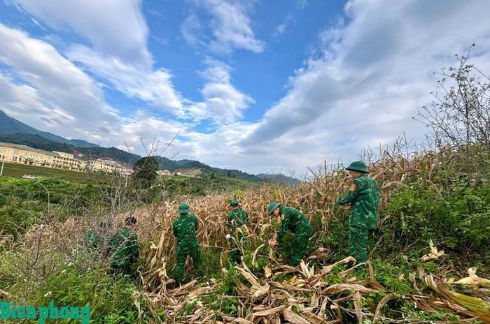 Cán bộ, chiến sĩ Trung tâm Huấn luyện - Cơ động Tây Bắc giúp nhân dân thu hoạch nông sản. Ảnh: Lao Chà