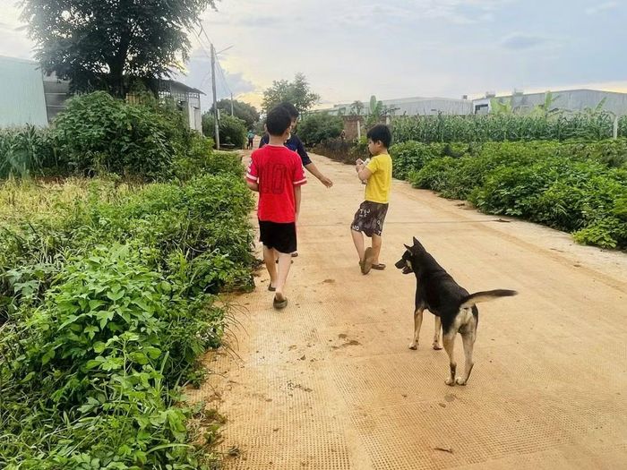 Hiện nay chó thả rông, không rọ mõm là vấn đề đáng báo động tại Gia Lai. Ảnh: T.H.