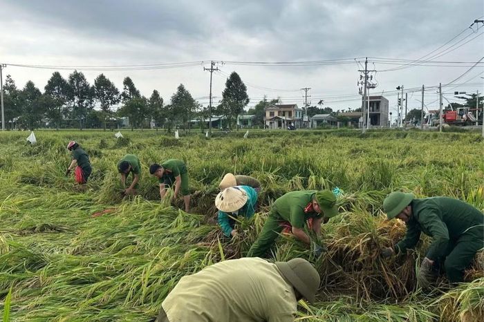 Sau mưa lớn, nhiều diện tích lúa bị quật ngã, rạp sát mặt ruộng. Bùn đất nhão nhoét khiến việc thu hoạch càng thêm vất vả. Trong khi đó, lúa ngâm nước lâu có nguy cơ nảy mầm, các lực lượng công an, thanh niên... không ngại trực tiếp lội ruộng gặt lúa hỗ trợ bà con.