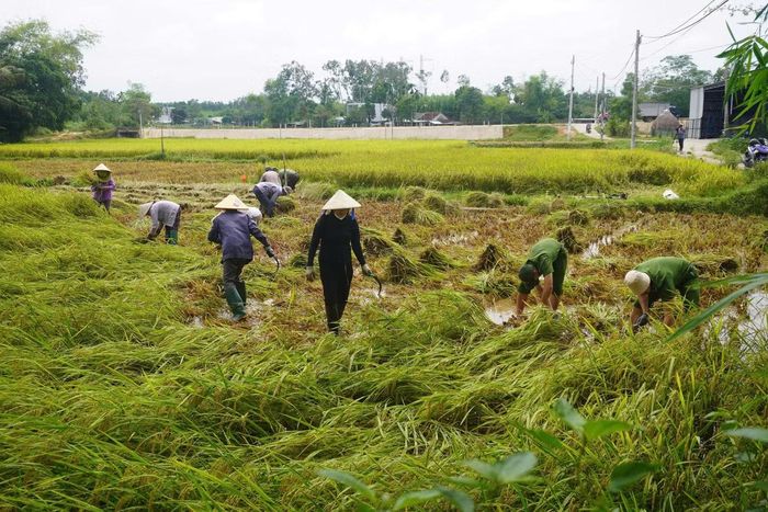 Tại xã Chiên Đàn, lực lượng công an cũng trực tiếp giúp người dân thu hoạch những diện tích lúa bị thiệt hại nặng do mưa lớn. Các hộ được hỗ trợ đều có hoàn cảnh khó khăn, neo đơn, mắc bệnh hiểm nghèo. Sau mưa lớn, diện tích lúa bị quật ngã nhưng gia đình không có đủ nhân lực để thu hoạch trong thời gian ngắn.