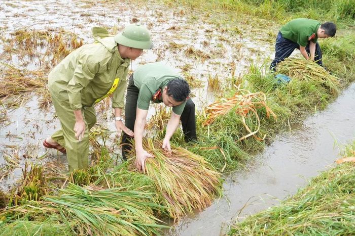 Cán bộ, chiến sĩ Ban Chỉ huy Quân sự xã, Công an xã, Đồn Biên phòng Kỳ Khang, lực lượng dân quân tự vệ, an ninh cơ sở, cùng đoàn viên, hội viên các đoàn thể trực tiếp xuống ruộng, thực hiện các phần việc từ cắt, gom đến vận chuyển lúa lên bờ.