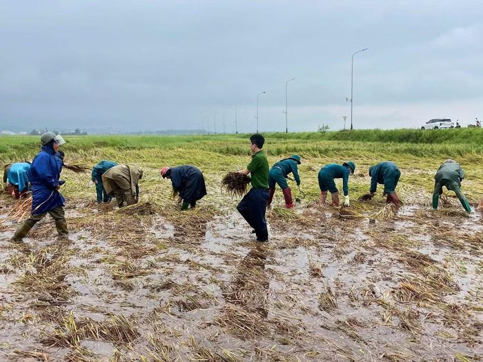 Sau những giờ tất bật ngoài đồng, từng bó lúa được đưa về nhà, giúp người dân vơi bớt nỗi lo mất mùa sau mưa lớn.