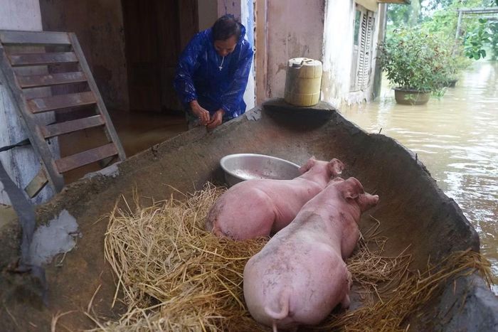 Ông Phạm Văn Mịch (trú thôn Vạn Thiện, xã Nông Cống) cho biết: "Nước lên nhanh nên gia đình chỉ kịp kê cao các vật dụng cần thiết, còn lại bị ngập nước. Vật nuôi như gà, lợn cũng phải được đưa lên thuyền hoặc đến nơi cao ráo để tránh lũ", ông Mịch nói.