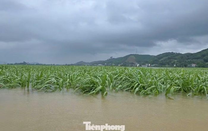 Hàng trăm ha mía, hoa màu bị ngập úng, thiệt hại lớn về kinh tế.