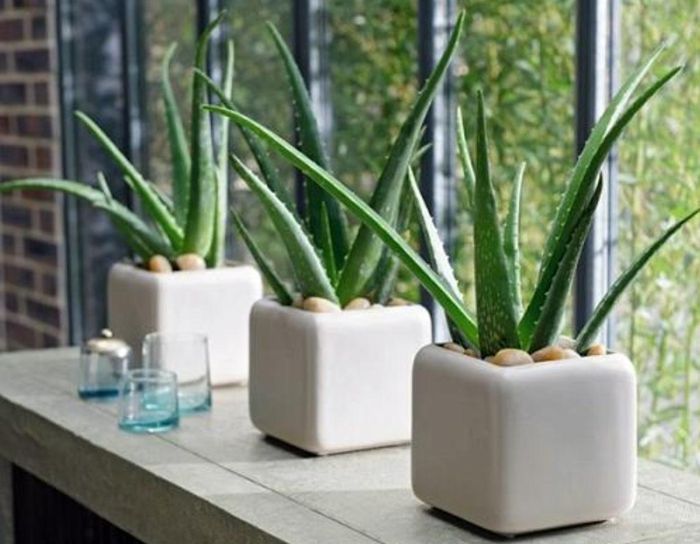 Cây lô hội với lá mọng nước, được xem là "vệ sĩ xanh" có khả năng hấp thụ khí xấu và năng lượng tiêu cực, giúp không gian ban công trở nên trong lành, an toàn.