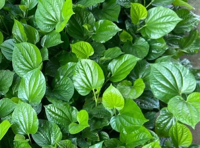 Lá lốt có nhiều công dụng. Ảnh: Hoa Linh.
