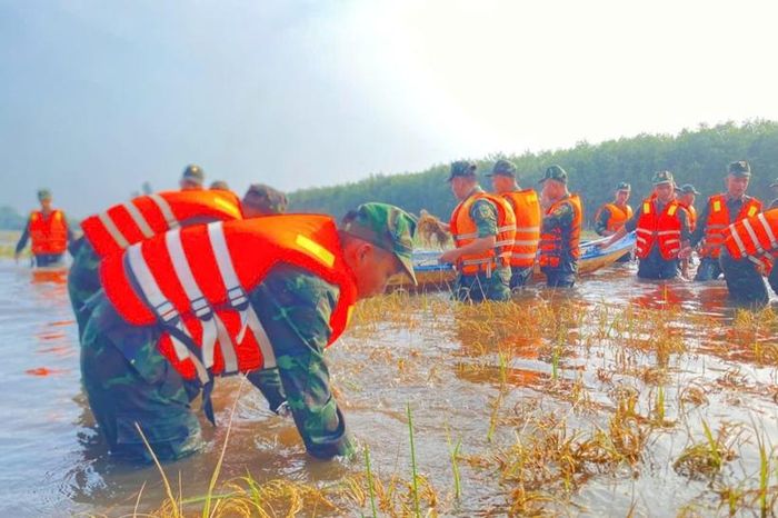  Các cán bộ, chiến sĩ dầm mưa giúp bà con thu hoạch lúa chạy lũ. 
