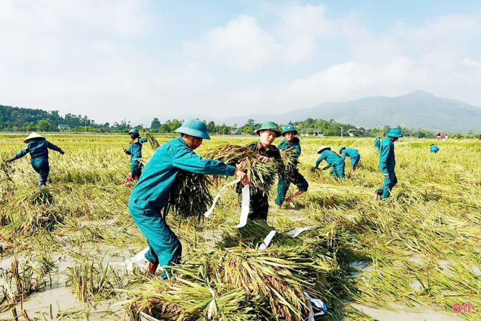 Lực lượng dân quân xã Cẩm Bình giúp đỡ thu hoạch lúa trước thiên tai.