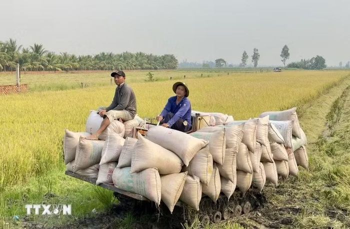 Lúa gạo là sản phẩm nông nghiệp chủ lực. (Ảnh: Thanh Sang/TTXVN)