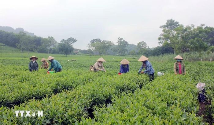 Thu hoạch chè ở Hàm Yên. (Ảnh: Vũ Quang/TTXVN)