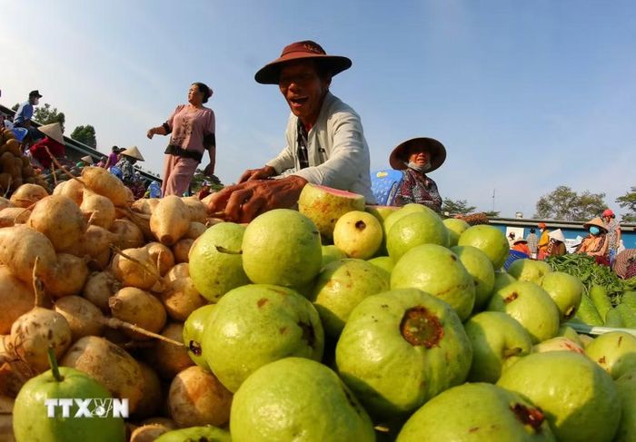 Các mặt hàng nông sản tươi xanh tại Cần Thơ. (Ảnh: Duy Khương/TTXVN)