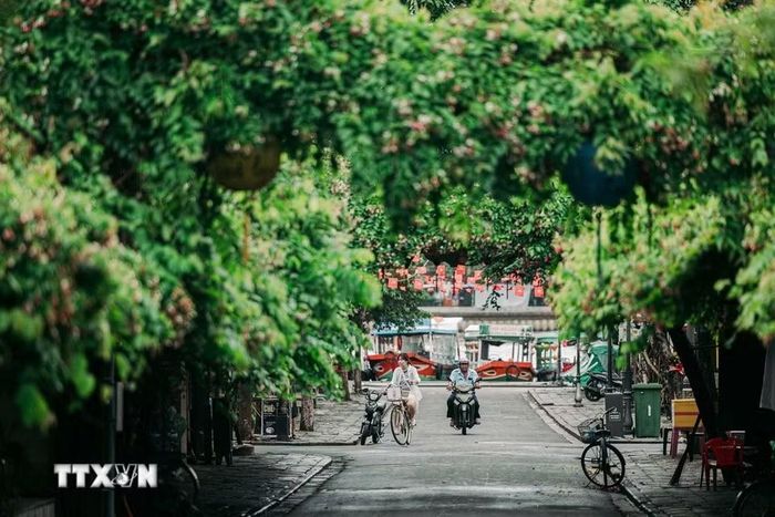Cấu trúc phố hướng ra sông là dấu tích của một đô thị thương cảng, nơi kiến trúc, giao thương và đời sống cộng đồng đã gắn bó với nhau qua nhiều thế kỷ. (Ảnh: Phạm Tuấn Anh/TTXVN)
