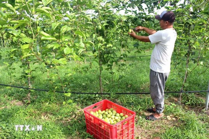 Cây chanh dây là cây trồng nhanh thu hồi vốn vì có thời gian sinh trưởng ngắn và có thể cho trái từ 5-6 tháng chăm sóc. (Ảnh: Hồng Hiếu/ TTXVN)