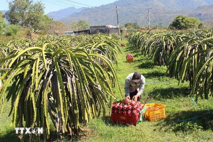 Nhà vườn thu hoạch thanh long cuối mùa chính vụ, chuẩn bị bước vào vụ nghịch. (Ảnh: Hồng Hiếu/TTXVN)