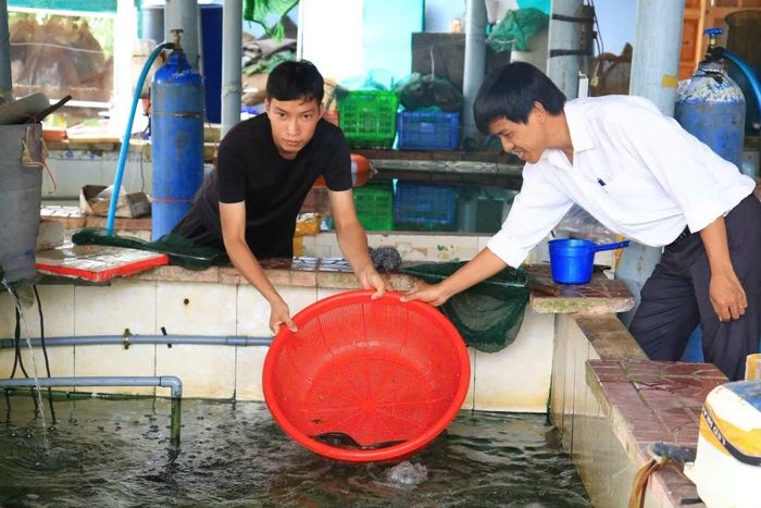 Mô hình nuôi cá chình của Võ Thành Phúc (sinh năm 1997, xã Phù Mỹ Bắc, tỉnh Gia Lai) cho doanh thu 1,5 - 2 tỷ đồng/năm. Ảnh: TTXVN phát