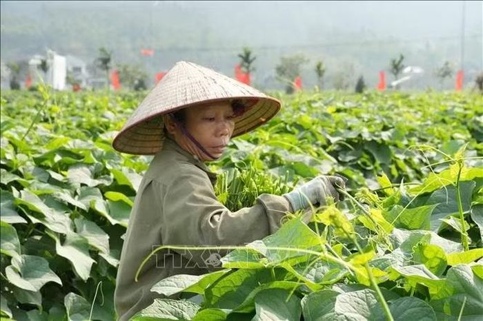 Từ loại rau được trồng thử nghiệm trong vườn nhà, nay cây rau su su đã trở thành nông sản chủ lực của xã Tam Đảo trong phát triển kinh tế nông thôn.