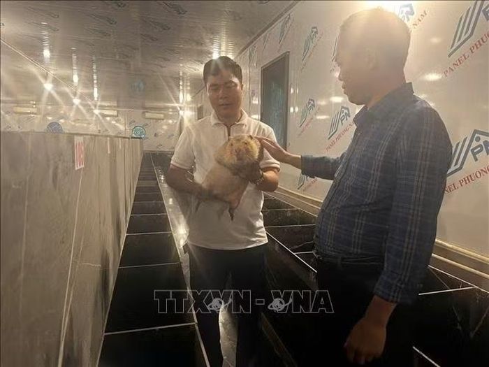 Anh Lăng Văn Hiệp, xã Đại Đình (Phú Thọ) đã chuyển hướng từ chăn nuôi truyền thống sang đầu tư nuôi dúi theo hướng nhân giống, cung cấp con giống ra thị trường.