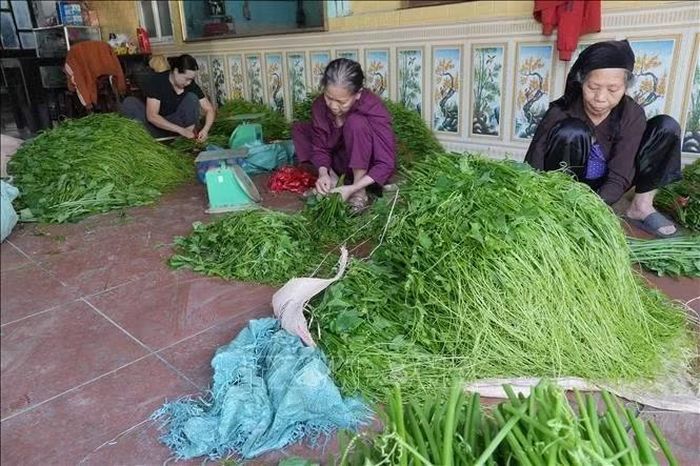 Sản phẩm rau su su Tam Đảo được dán tem truy xuất nguồn gốc, góp phần nâng cao niềm tin của người tiêu dùng.