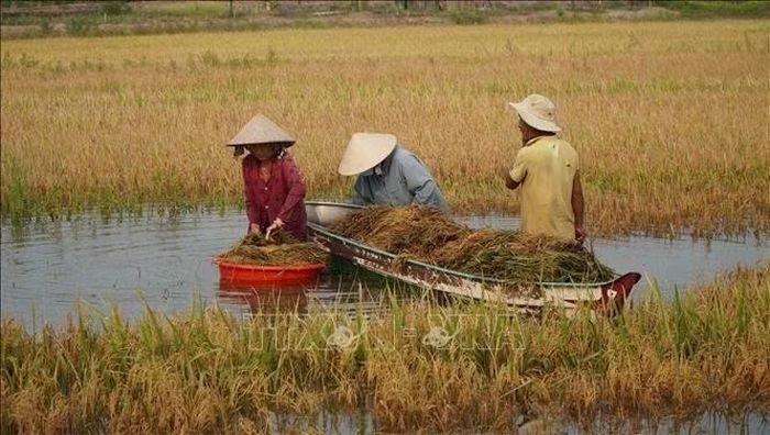 Nông dân ấp Cái Tre, xã Ba Sao (Đồng Tháp) gặt lúa bị ngập nước.